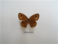 藏品(白帶波眼蝶)的圖片